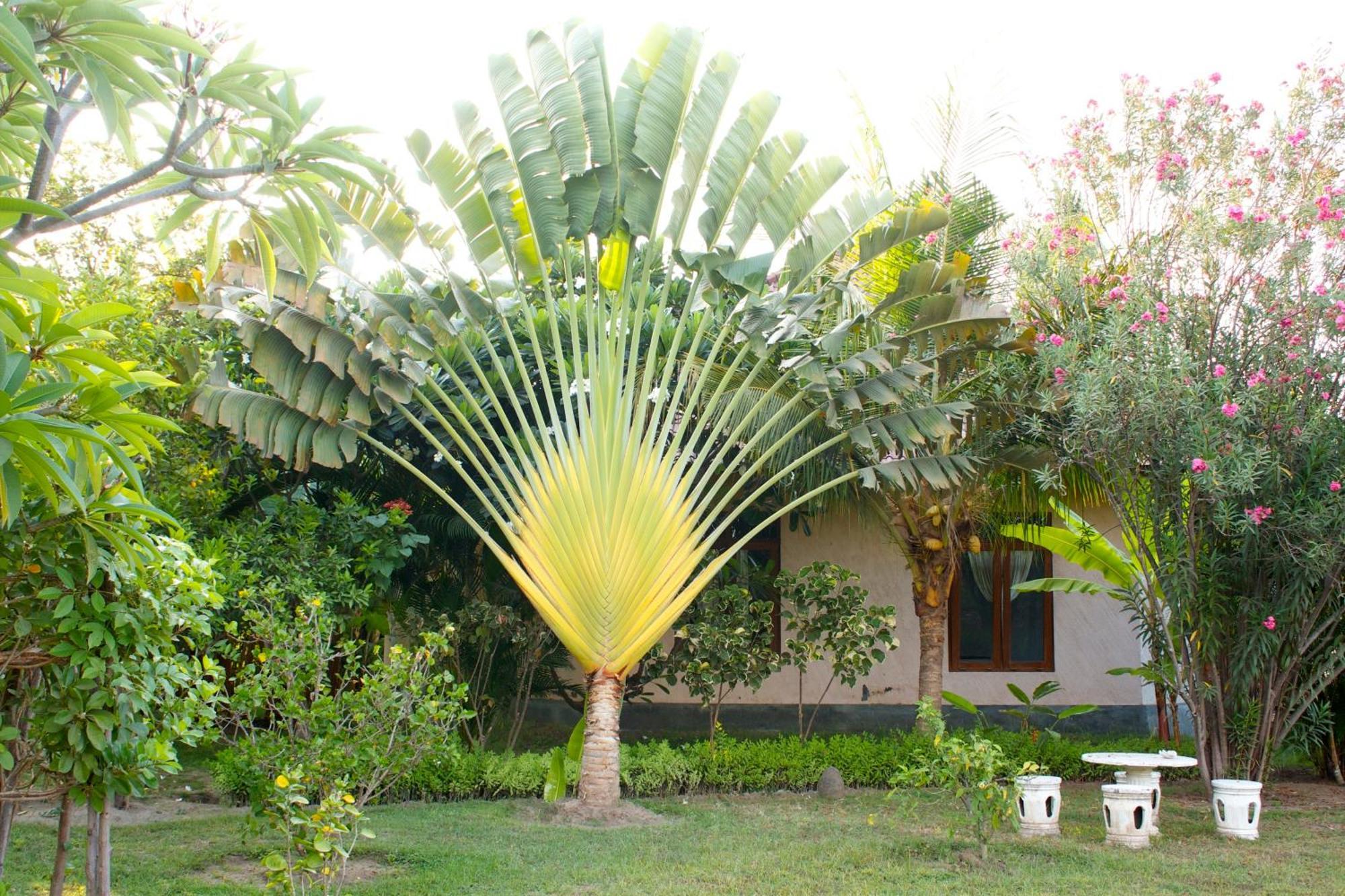 Bali Oase Resort Pemuteran  Luaran gambar